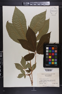 Aesculus sylvatica image