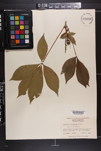 Aesculus sylvatica image