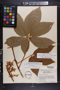 Aesculus sylvatica image