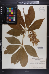 Aesculus sylvatica image