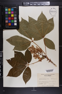 Aesculus sylvatica image