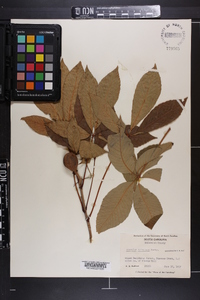 Aesculus sylvatica image