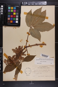 Aesculus sylvatica image