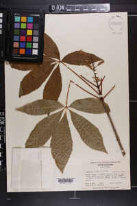 Aesculus sylvatica image