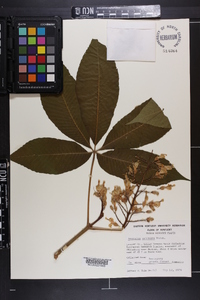 Aesculus flava image