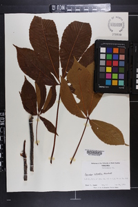 Aesculus flava image