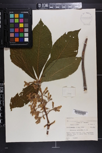 Aesculus flava image