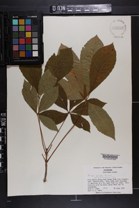 Aesculus sylvatica image