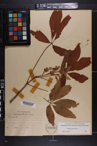 Aesculus sylvatica image