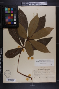 Aesculus sylvatica image