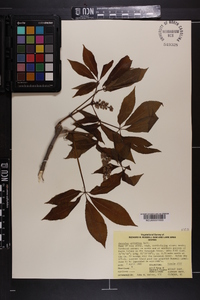 Aesculus sylvatica image