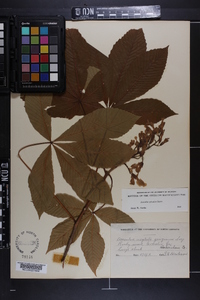 Aesculus sylvatica image