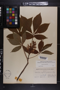 Aesculus sylvatica image