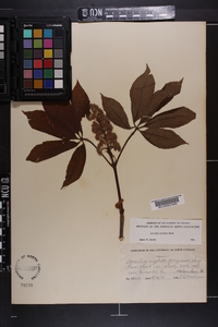 Aesculus sylvatica image