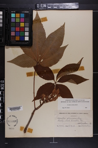 Aesculus sylvatica image