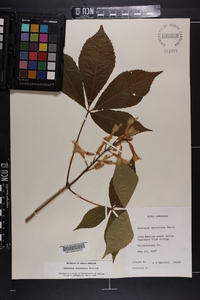 Aesculus sylvatica image