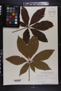 Aesculus sylvatica image