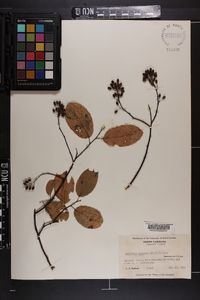 Berchemia scandens image