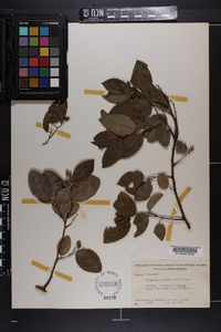 Berchemia scandens image