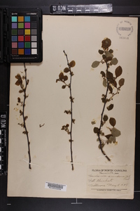 Berchemia scandens image