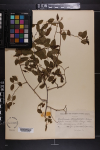 Berchemia scandens image