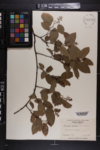 Berchemia scandens image