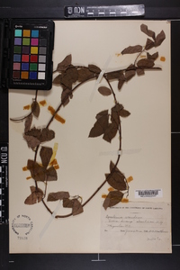 Berchemia scandens image