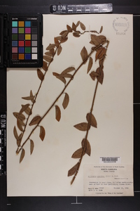 Berchemia scandens image