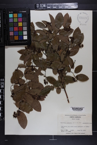 Berchemia scandens image