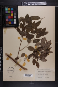 Berchemia scandens image