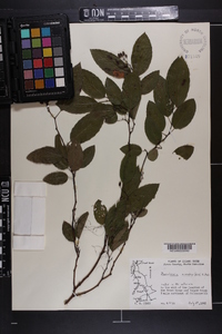 Berchemia scandens image