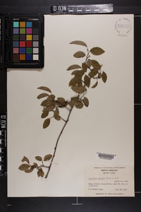 Berchemia scandens image