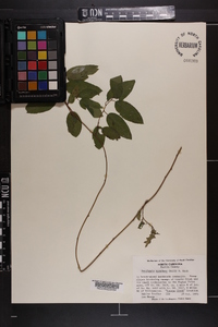 Berchemia scandens image