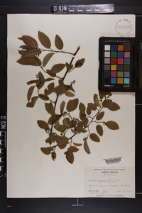 Berchemia scandens image