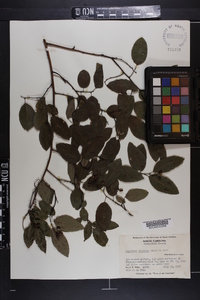 Berchemia scandens image