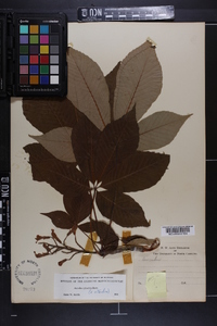 Aesculus sylvatica image