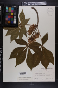 Aesculus sylvatica image