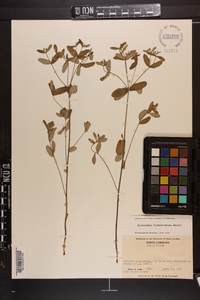 Euphorbia pubentissima image