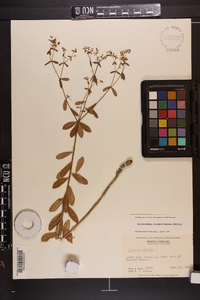 Euphorbia pubentissima image