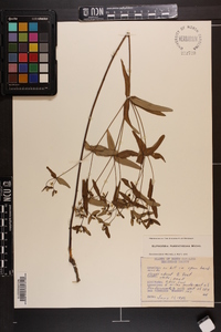 Euphorbia pubentissima image