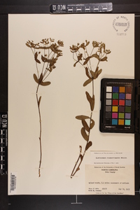Euphorbia pubentissima image