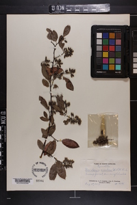 Berchemia scandens image