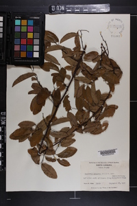 Berchemia scandens image