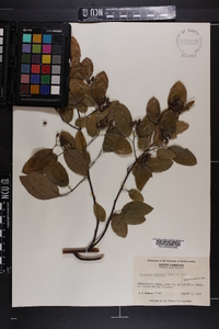 Berchemia scandens image