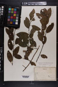 Berchemia scandens image