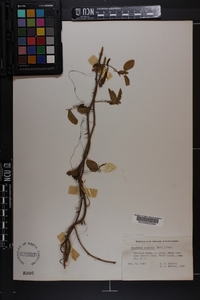 Berchemia scandens image