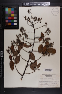 Berchemia scandens image