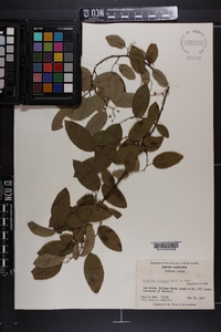 Berchemia scandens image