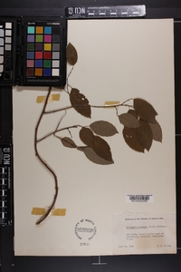 Berchemia scandens image