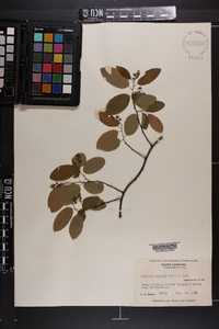 Berchemia scandens image